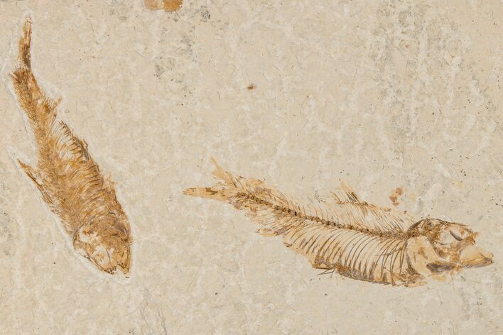 Two Detailed Fossil Fish (Knightia) - Wyoming #204486